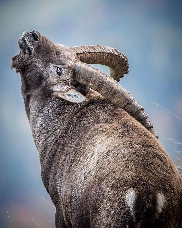 A large bighorn sheep stands in a mountain landscape, its majestic horns curving gracefully against a soft, blue sky.