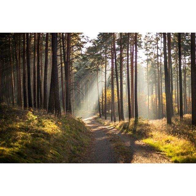 A serene forest path bathed in soft sunlight, surrounded by tall trees and lush greenery.