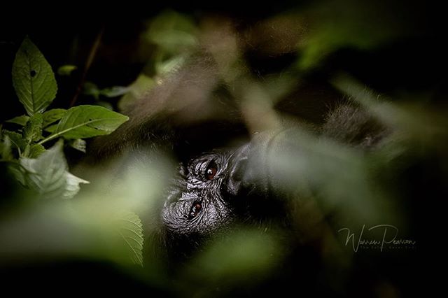 A gorilla peers through lush green foliage in a close-up wildlife shot.
