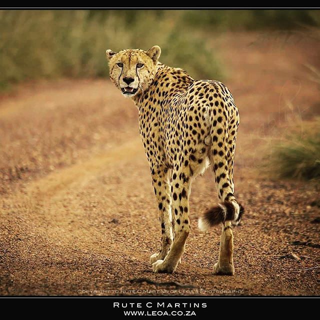 A cheetah stands on a dirt path in Africa, looking back towards the camera, in a warm toned wildlife photograph.