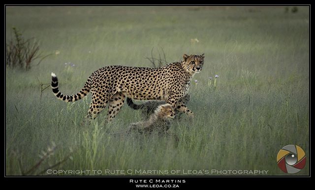 A cheetah and her cub walk through the tall grass in the African savanna.