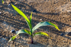 Photo of plant sprouting from the ground.