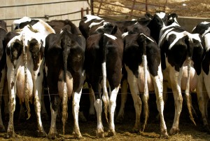 Cows