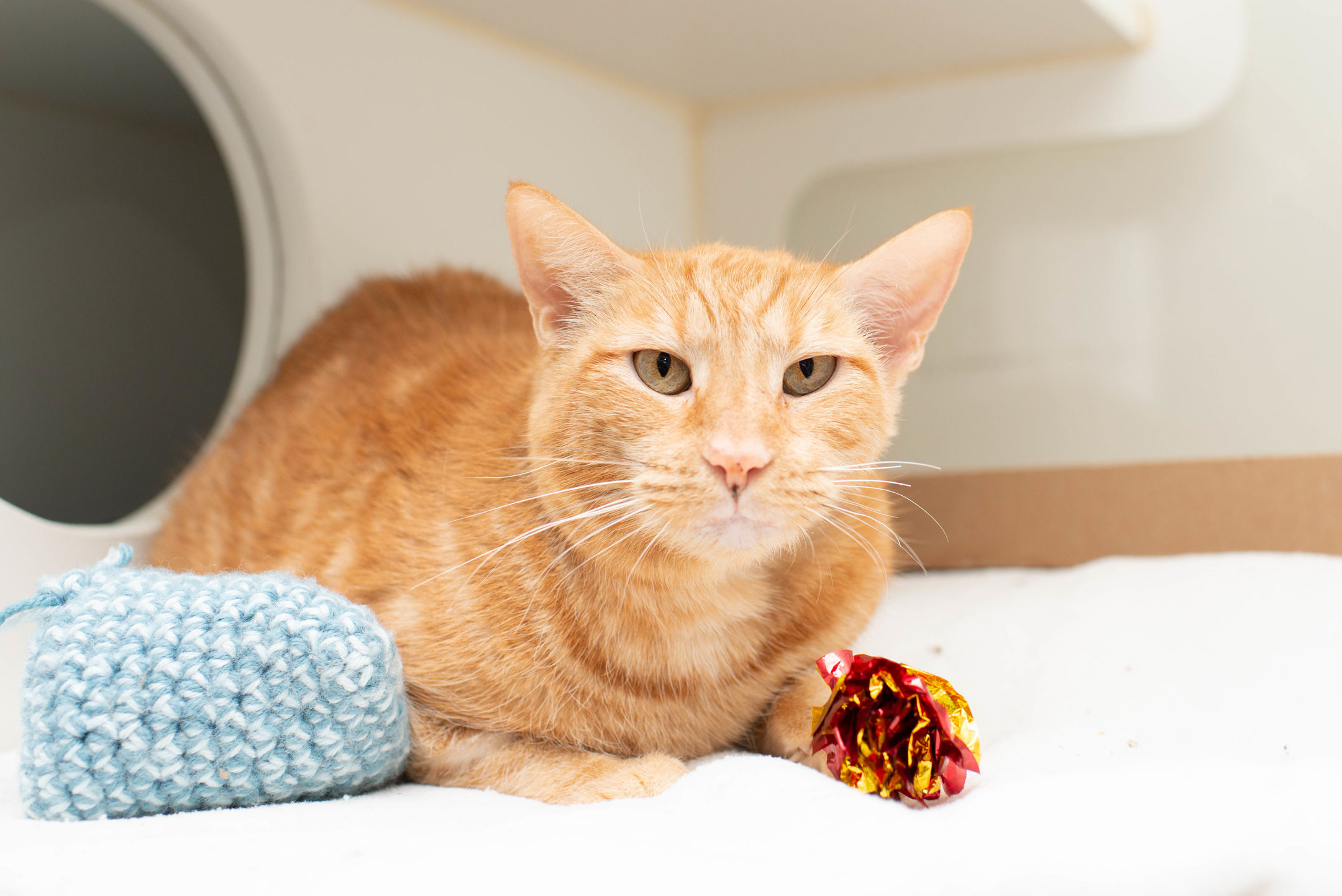 Total Ear Canal Ablation Cost Cat