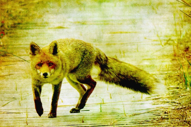 The Quick Brown Fox