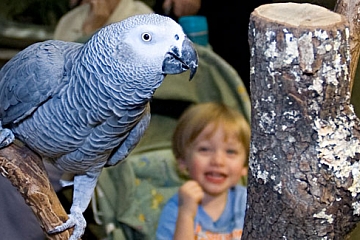 Image: Aquarium Adventures: The Quest for Colors