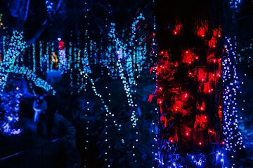 Image: Enchanted Garden of Lights: Afterglow
