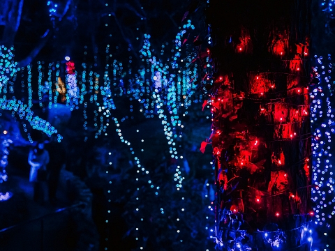 Image: Enchanted Garden of Lights: Afterglow