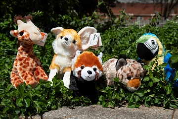 Image: Teddy Bear Check-Up