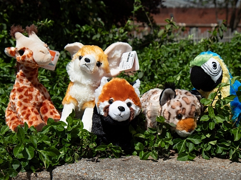 Image: Teddy Bear Check-Up