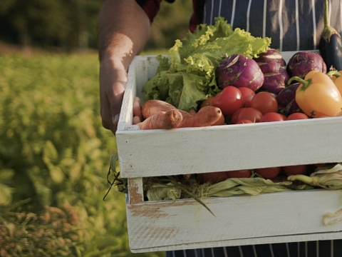 Image: CSA to Sauté