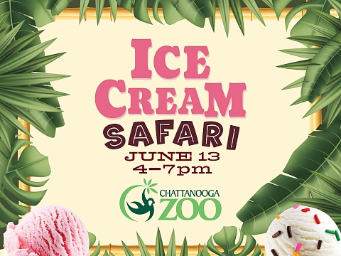 Image: Ice Cream Safari