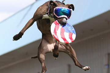 Image: The Canine Stars Stunt Dog Show