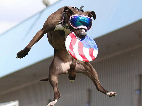 Image: The Canine Stars Stunt Dog Show