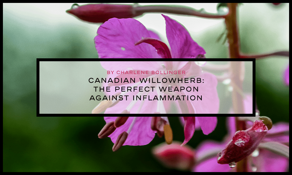Canadian Willowherb: The Perfect Weapon Against Inflammation