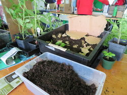 Vermiculture in action