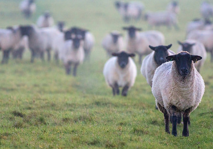 Mehr Follower auf Instagram - 6 Tipps für Ihr Unternehmen