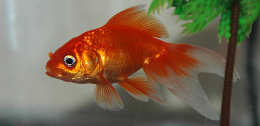 Fish-Streaming