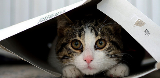 Cats-Box