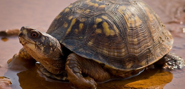 Turtle - Slow PR