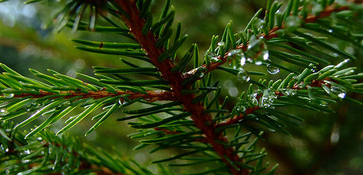 Evergreen-Content