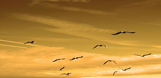 influence-birds
