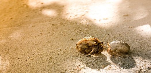 conversation-crabs
