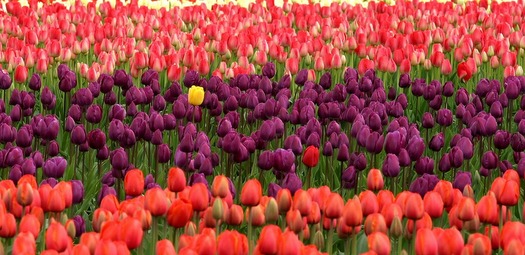Stand-Out