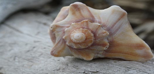 seashell