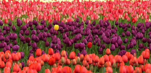 Stand-Out