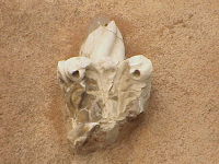 026d70a4-6de8-5f67-2a9a-e31dd61e1c8f-thumb.jpg