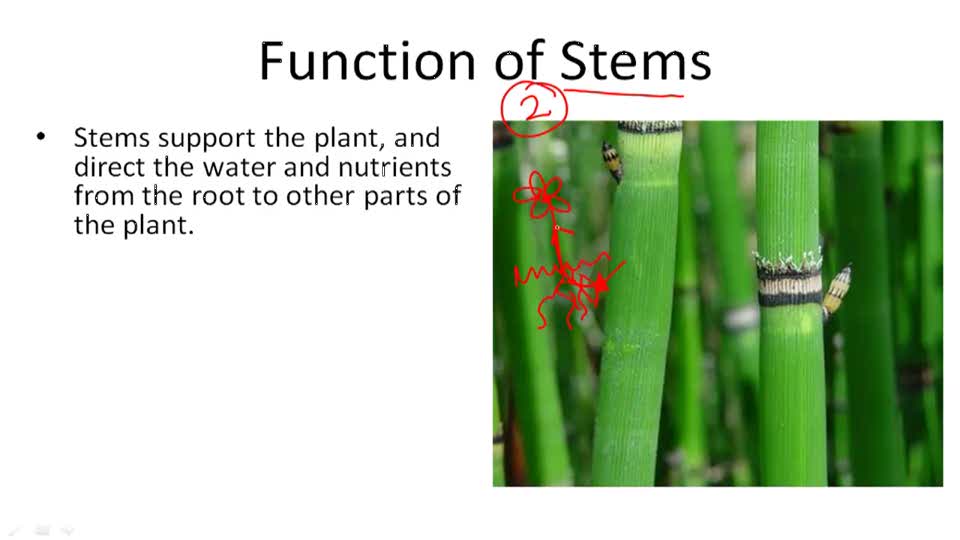 The Four Main Plant Structures Example 2 ( Video ) Biology CK12 Foundation