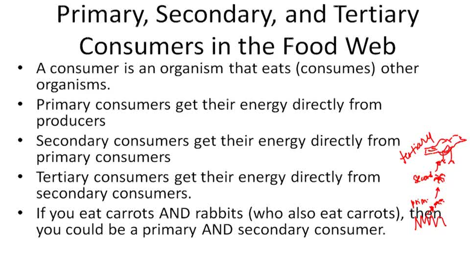 Food Chains and Food s CK12 Foundation