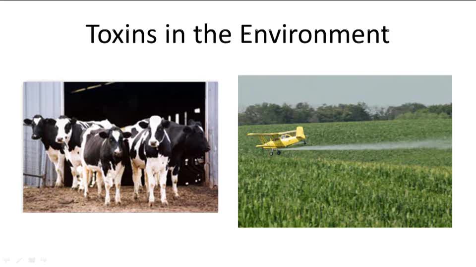 Human Impact - Example 3 ( Video ) | Biology | CK-12 Foundation