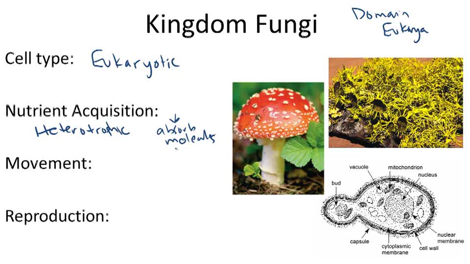 Linnaean Classification CK12 Foundation