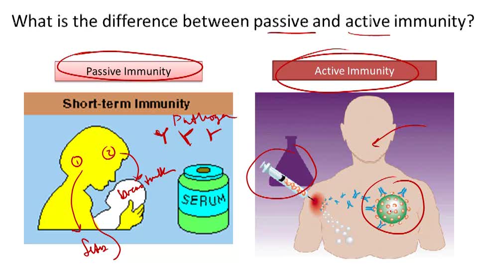 Anatomy Of The Immune System