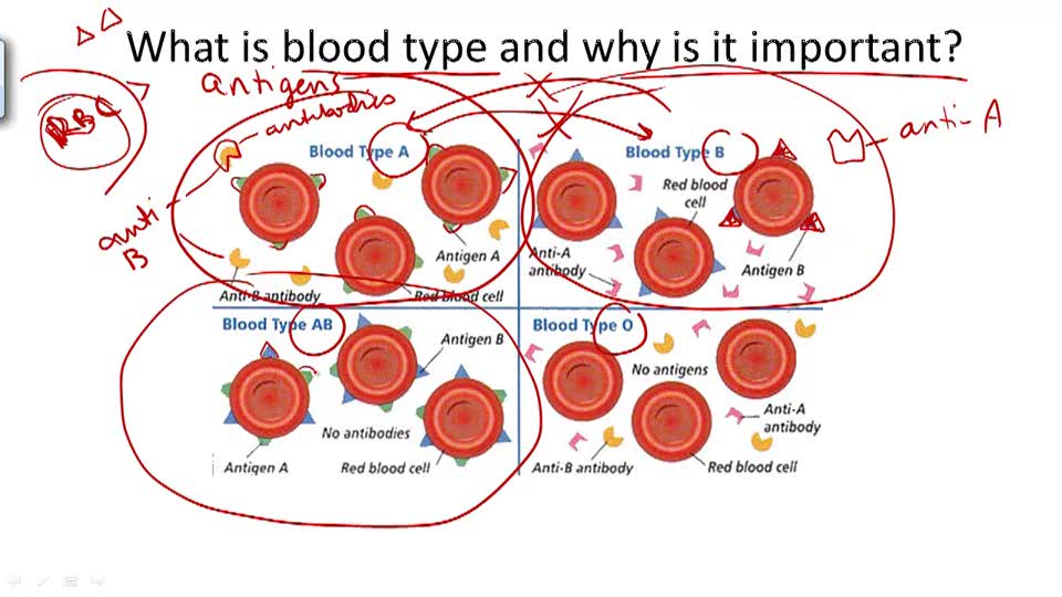 Immune System and Disease | CK-12 Foundation