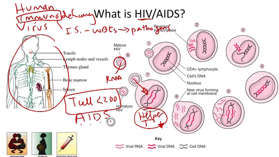 Immune System and Disease | CK-12 Foundation