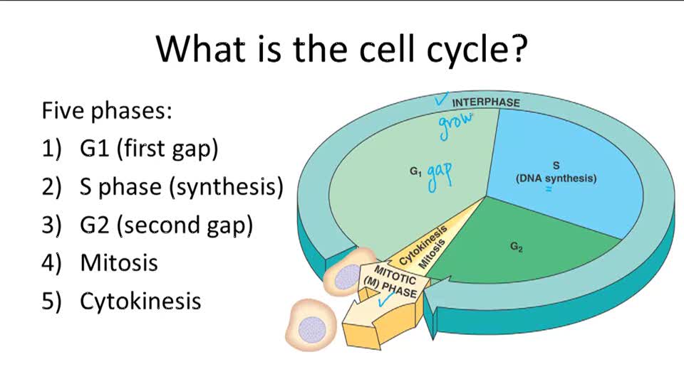 Cell Cycle, Mitosis, and Meiosis CK12 Foundation