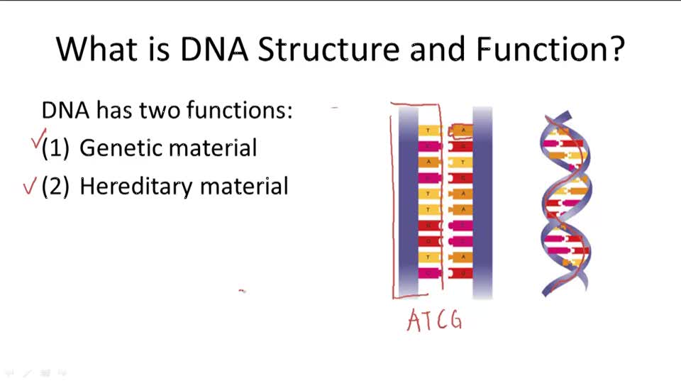DNA ( Video ) | Biology | CK-12 Foundation