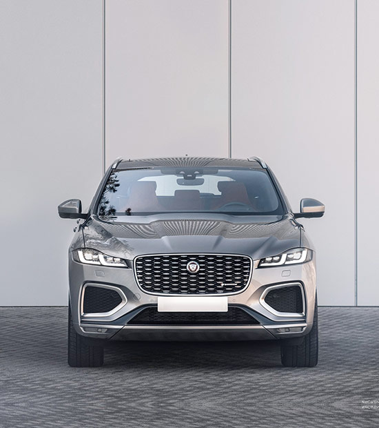 Grey Jaguar