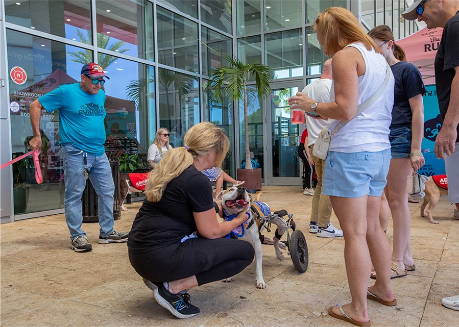 people in dealership taking part in Pet Adoption Event in partnership with Hits 106 and Runaways Animal Rescue.