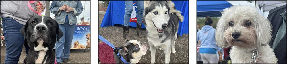 multiple dogs at Pet Fest