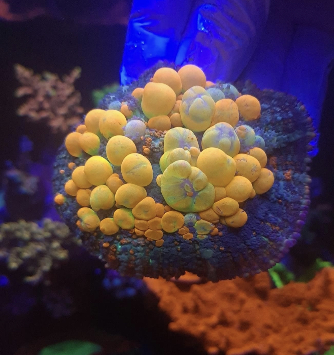 Photo inspiration: Increasing Water Clarity In Reef Tank Reference: Reef Tank Pro Create An Thriving And Jawdropping Reeftank Expert