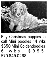 Buy Christmas puppies local! Mini poodles 14 wks. $650 Mini Goldendoodles 6 wks. $995. 570-849-0268