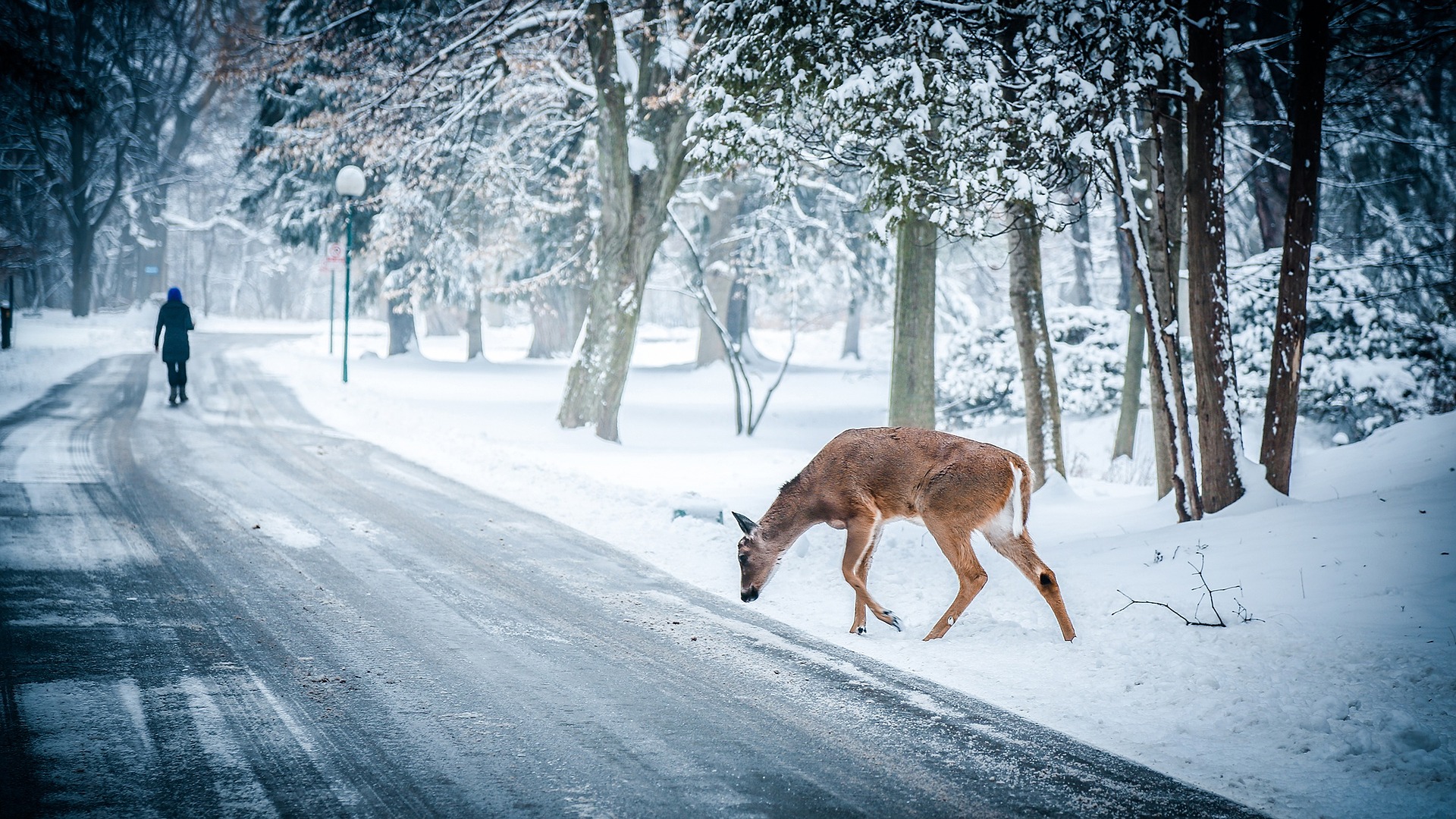 deer crossing the road
