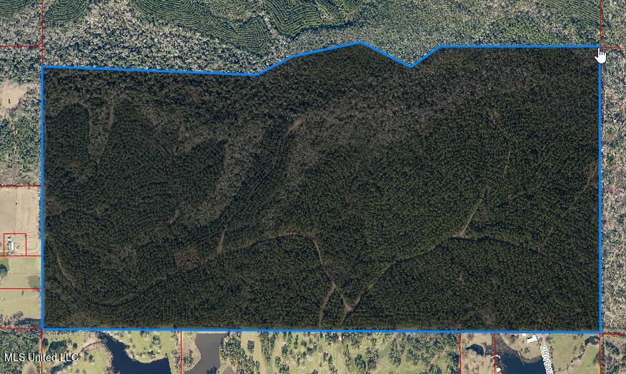 Great pine plantation land with creek as north boundary. Several hills and potential for ponds and clearing for livestock. Located between Highway 53 and Herman Ladner Road in the SE quadrant.