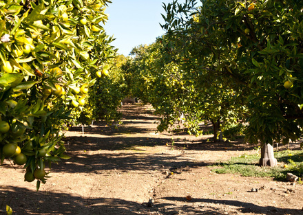 6974 Rancho Cielo