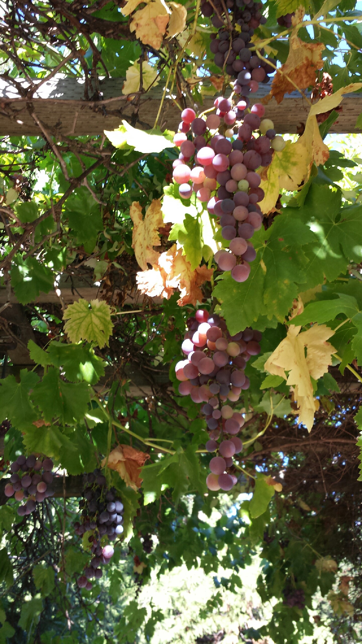 3440 Mt. Veeder Road