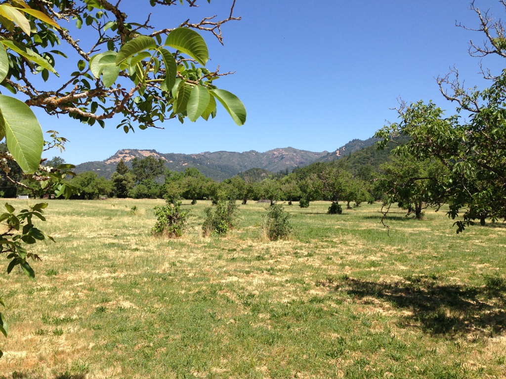 1090 Bale Lane